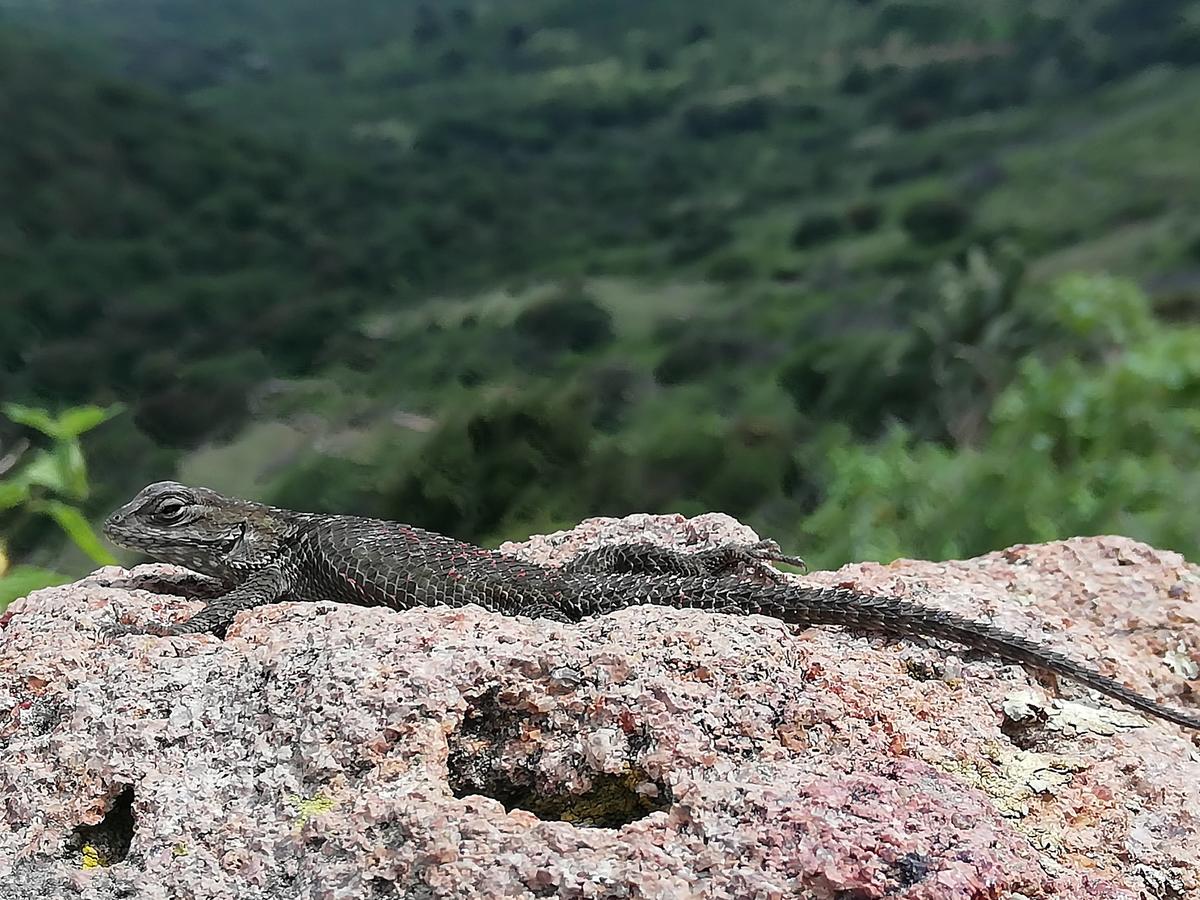Incrementa 40% el registro de fauna en las reservas de Guanajuato. Dany Béjar.