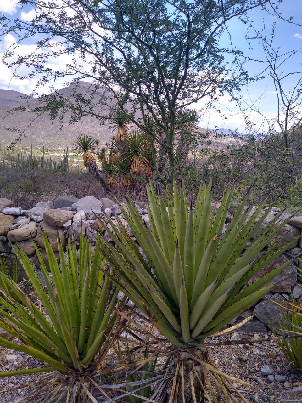 El murciélago, que es un animal que contribuye con varios aportes al ecosistema. (Apolonia Amayo)