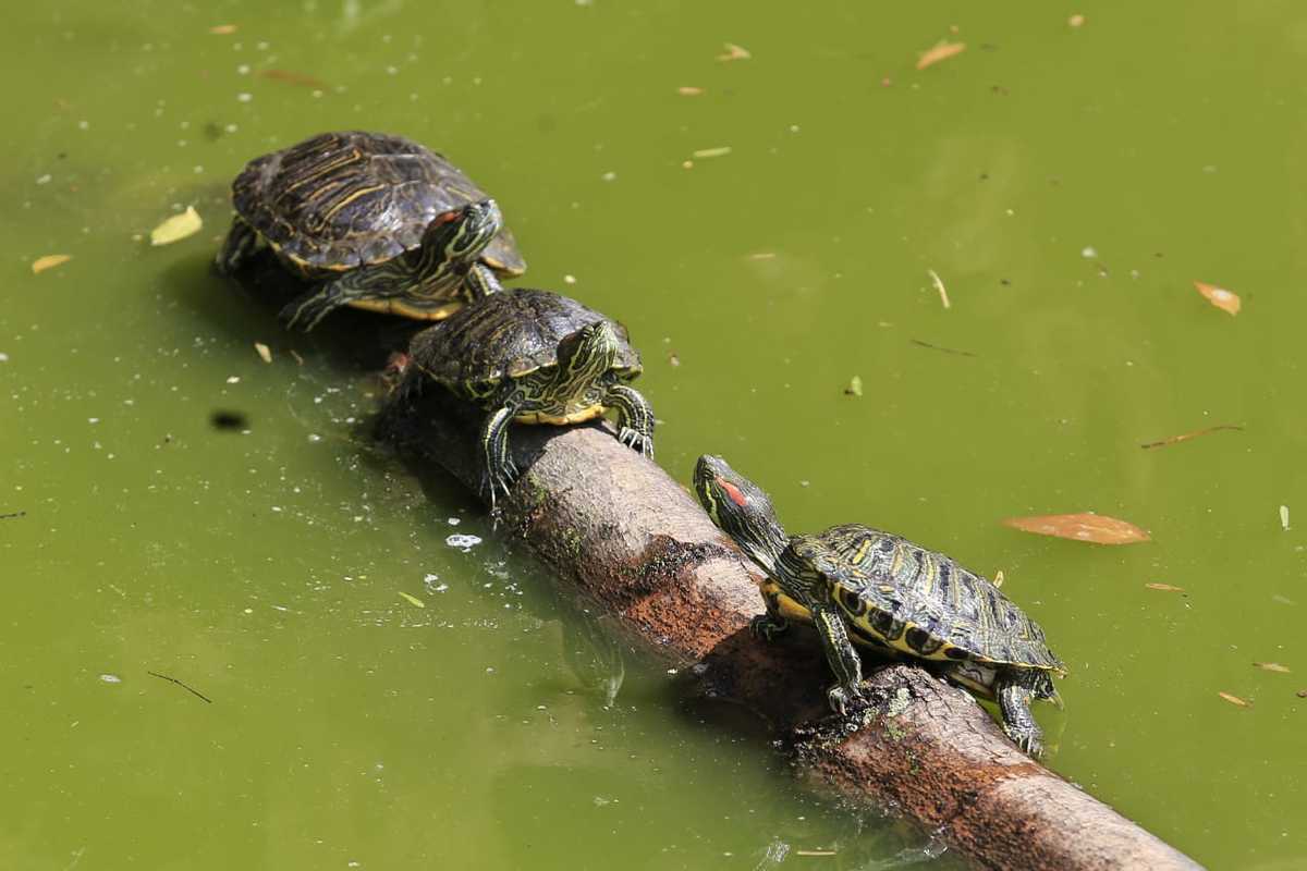 Tres  tortugas sobre un tronco. (Andrés Lobato)