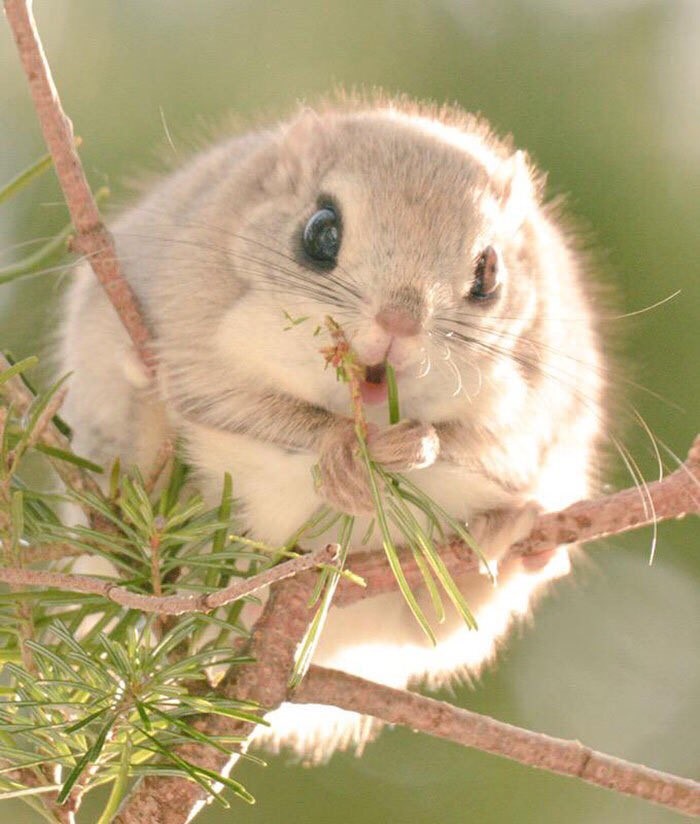 Ardillas voladoras japonesas (Twitter: @kristinecake)