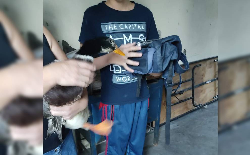 Joven en Celaya ofrece su mascota para poder conseguir una computadora.