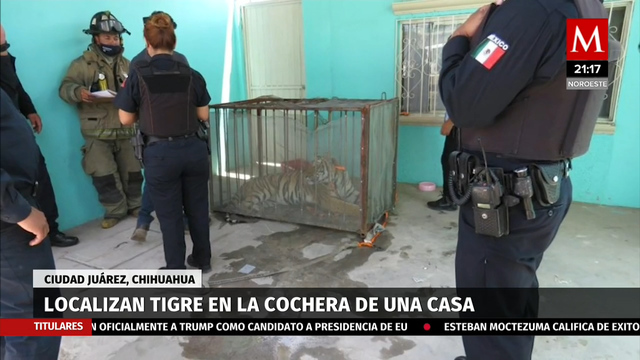 Localizan tigre en cochera de Ciudad Juárez