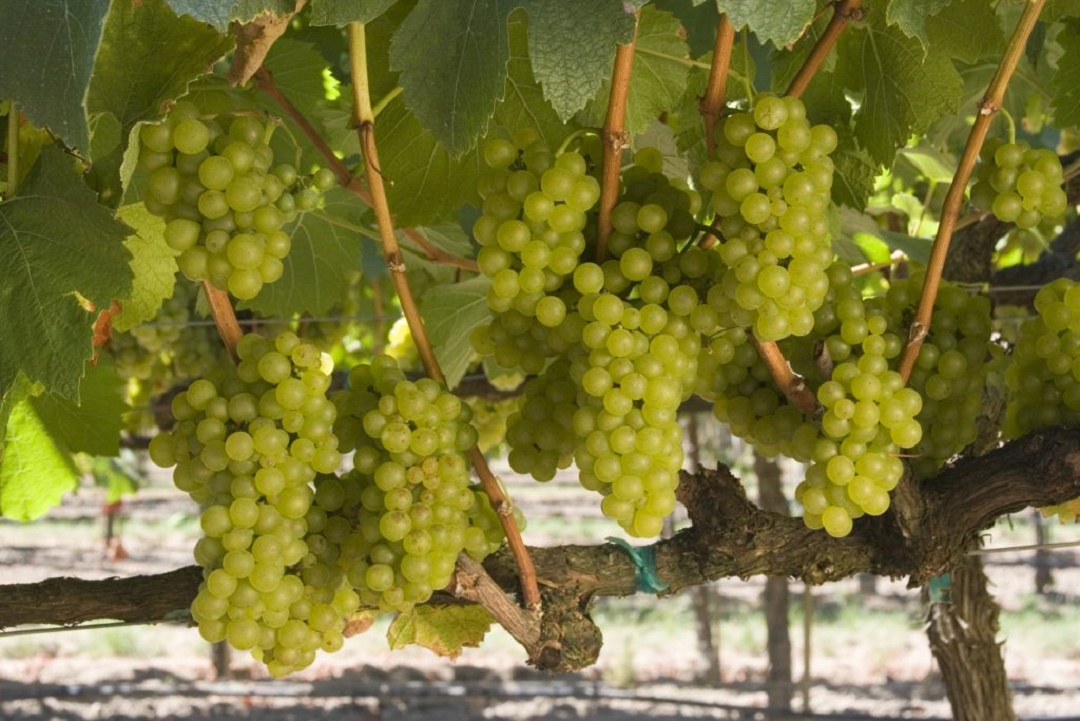 El especialista habló sobre el papel que ha tenido el vino a través de la cultura y los hábitos del hombre. Especial