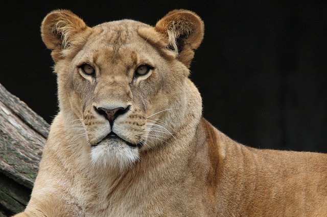 Dos leonas matan a un conocido conservacionista en Sudáfrica. (Pixabay)