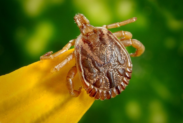 El virus que transmiten las garrapatas siguen preocupando a China. (Pixabay)
