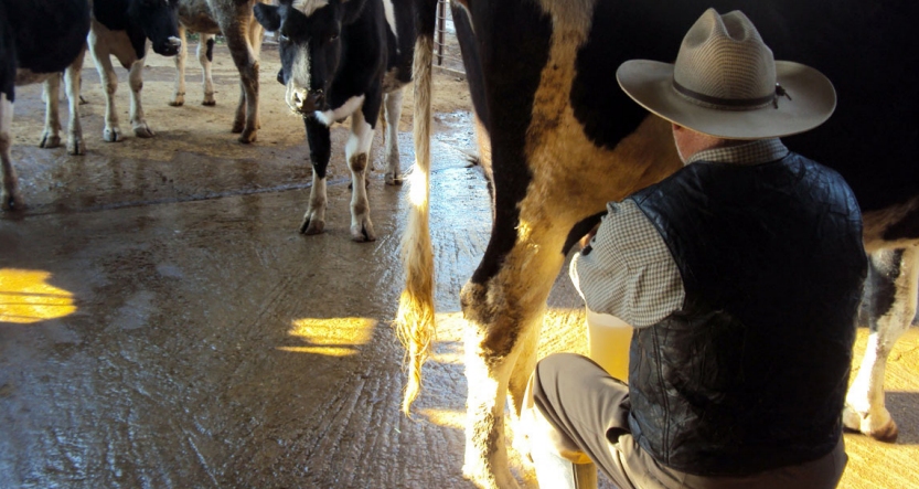 La producción de leche en México es de 12 mil 239 millones de litros anuales. (Jorge Sánchez)