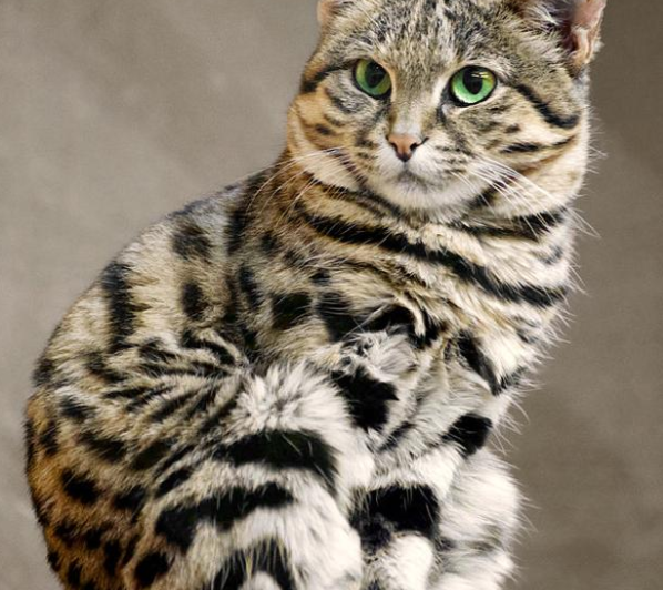Así luce el Gato Patinegro. (Wikimedia Commons)