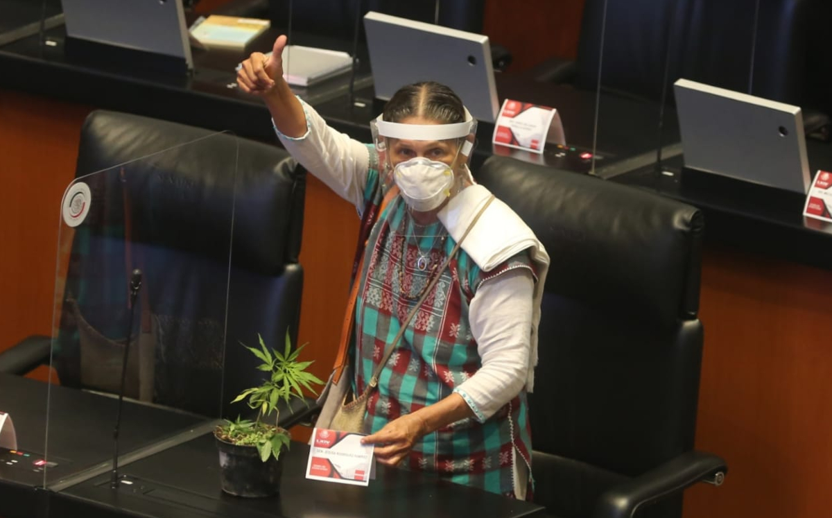 Jesusa Rodríguez llega al Senado con planta de marihuana. (Javier Ríos)