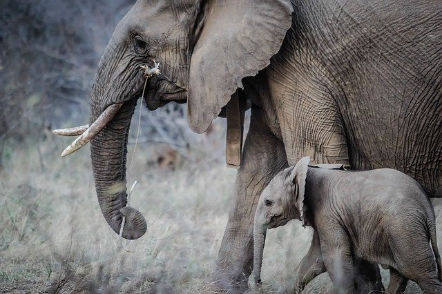 Mueren doce elefantes envenenados en Zimbabue. (Pixabay)