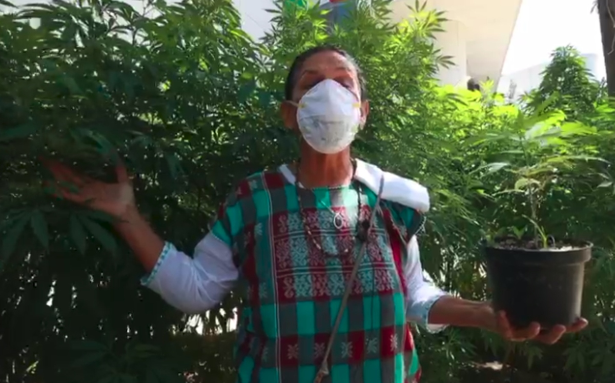 Jesusa Rodríguez presume planta de marihuana afuera del Senado.