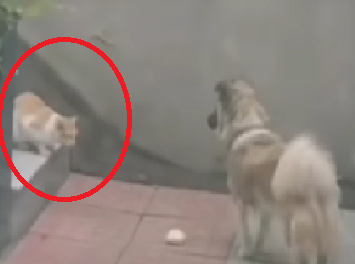 Captan nobleza de perro al compartir comida con un gato callejero. (Captura)