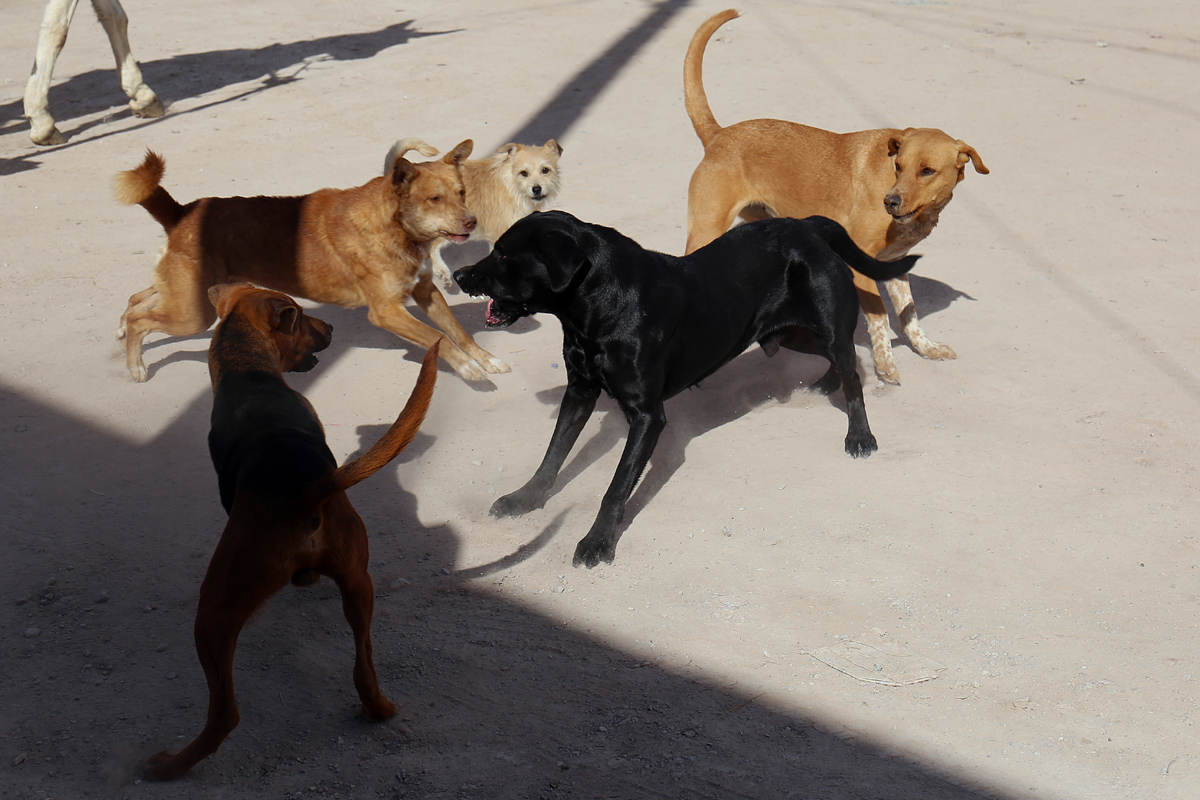 El caso trajo a la luz el actual problema de los perros callejeros en La Laguna. (Archivo)