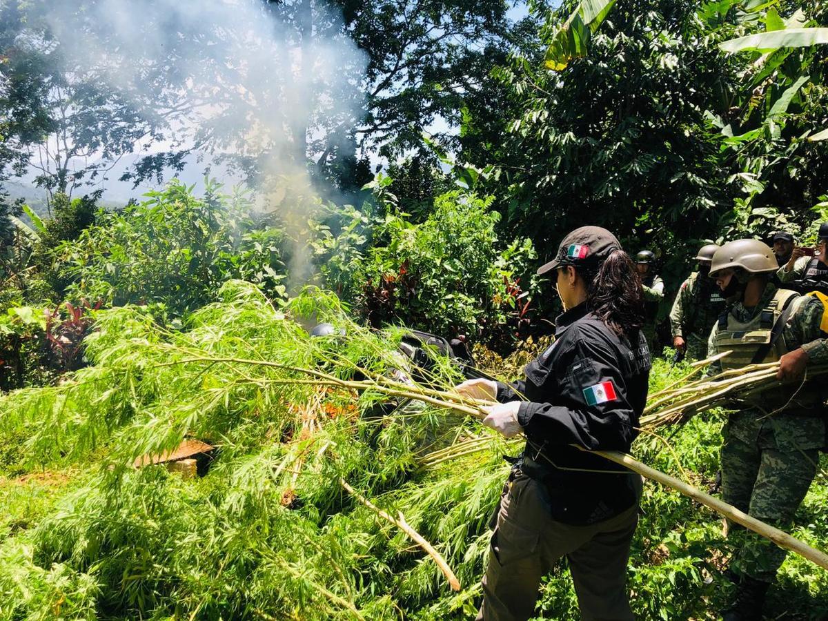 FGR, Sedena y Guardia Nacional destruyen plantío de mariguana en Chiapas | Especial