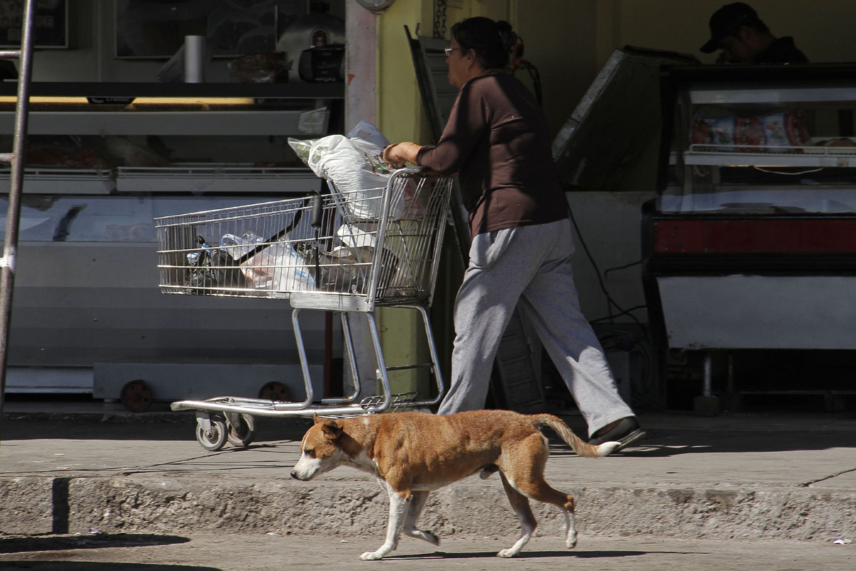 Una de las principales acciones que realiza Control Canino, es una captura permanente de perros callejeros. (Archivo)