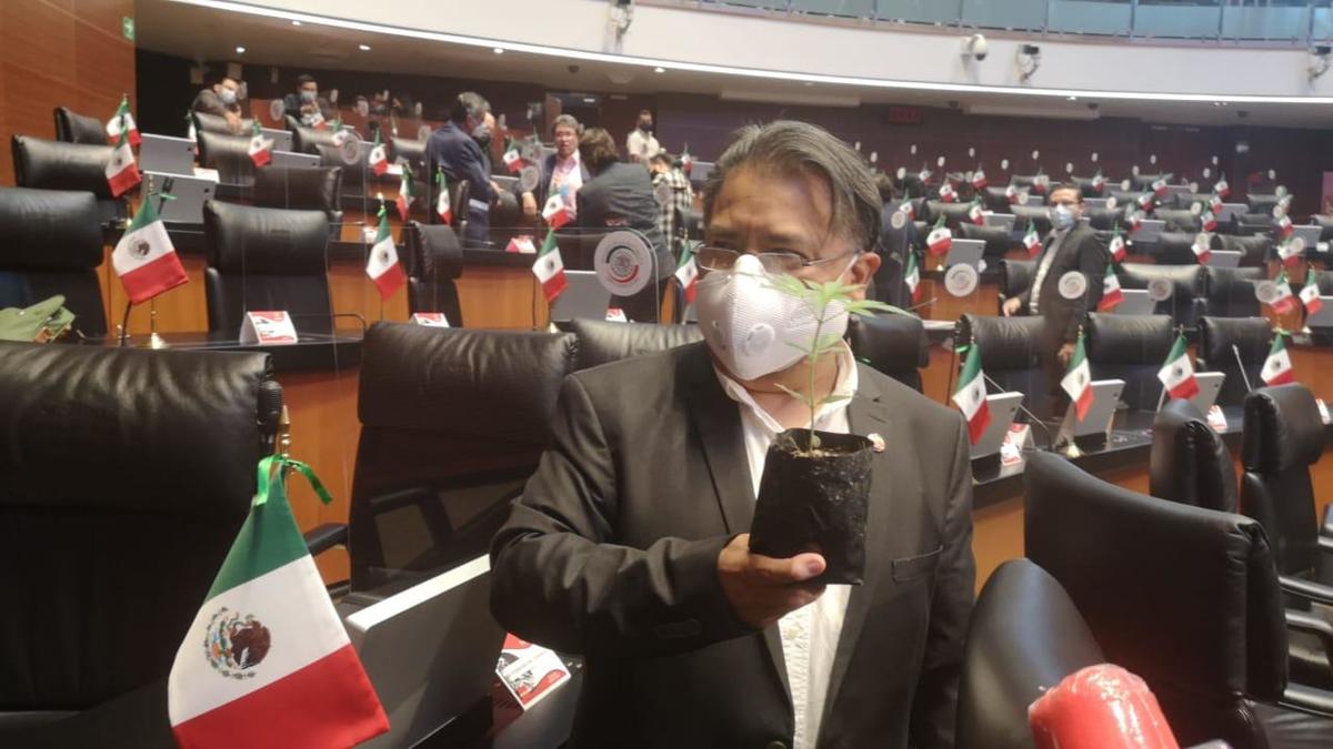 Senador Primo Dothé promueve legalización de la mariguana, aunque no la ha fumado | Especial