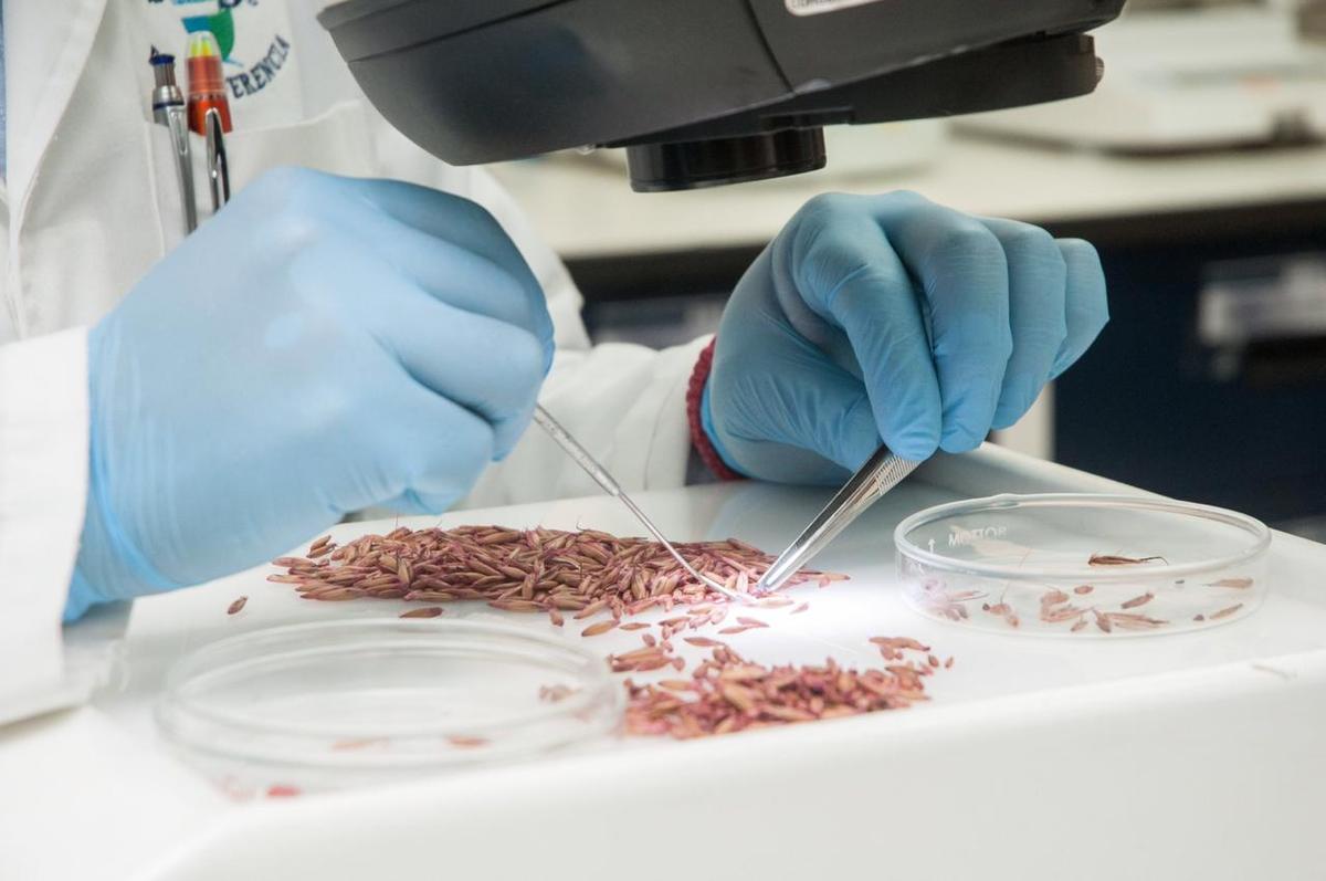 Sader prevé producción de más de 231 mil toneladas de semilla calificada | Especial