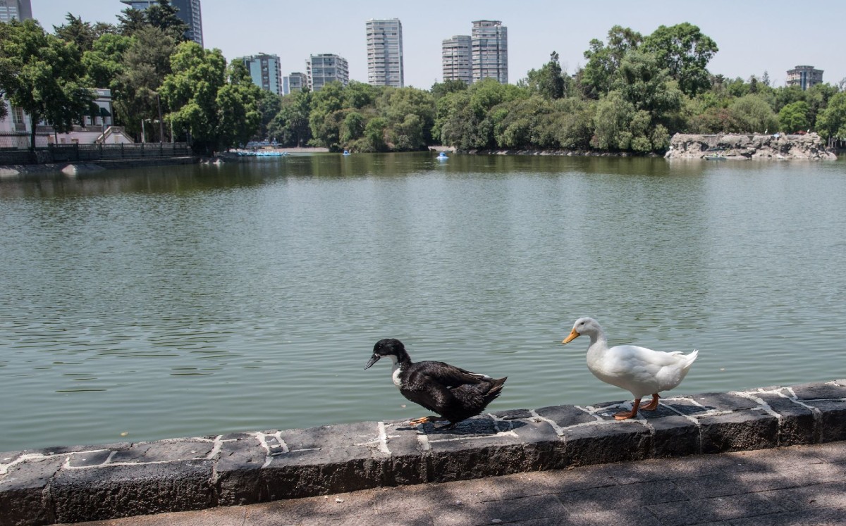 Bosque de Chapultepec. (Archivo Cuartoscuro)