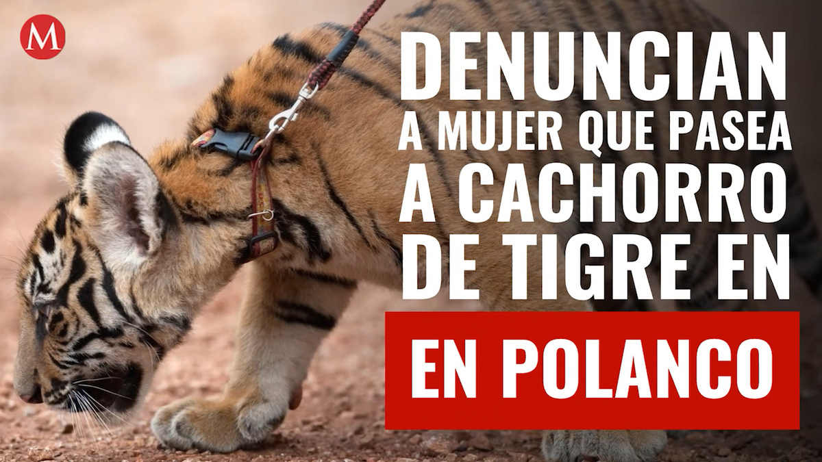 Denuncian a mujer que pasea a cachorro de tigre en Polanco