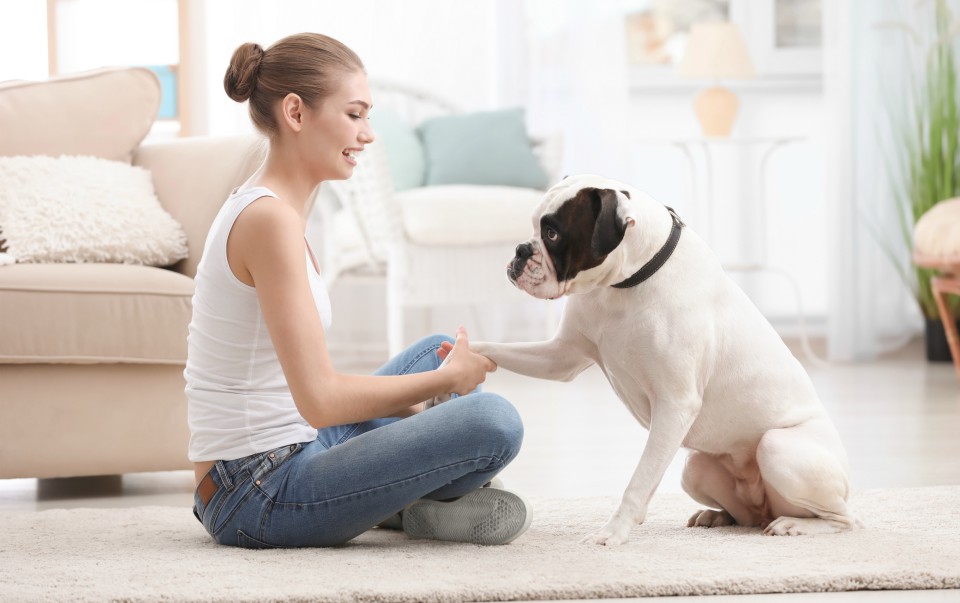 En la última década la obesidad en perros ha aumentado 40% en nuestro país (Especial)