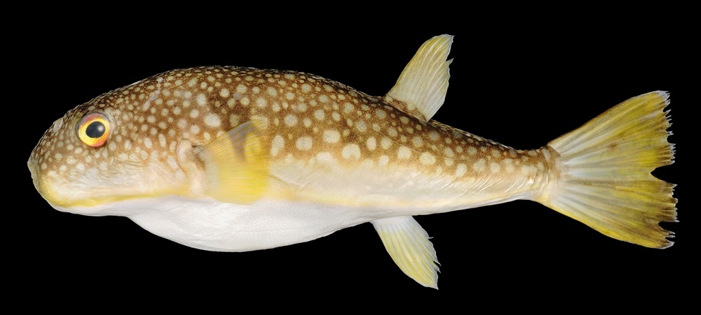 Identificadas 300 especies de peces en Rusia (dpa)