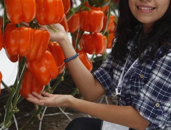 Sector agroalimentario de Guanajuato presenta números positivos. ESPECIAL