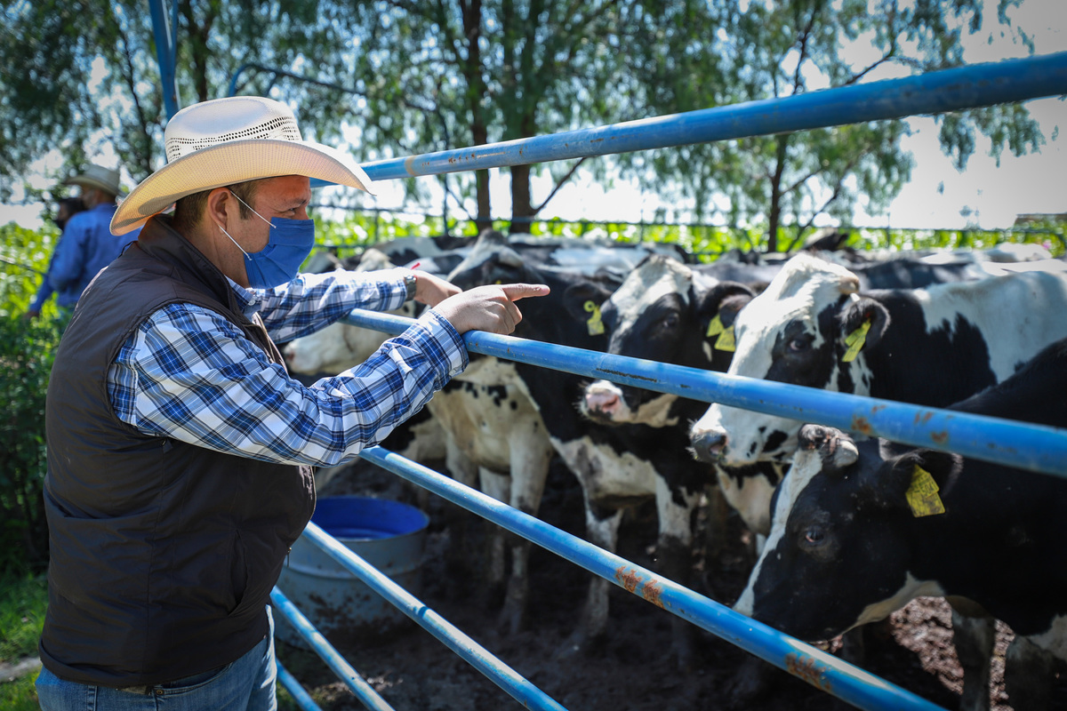 Estas fueron las vacas entregadas a las familias.