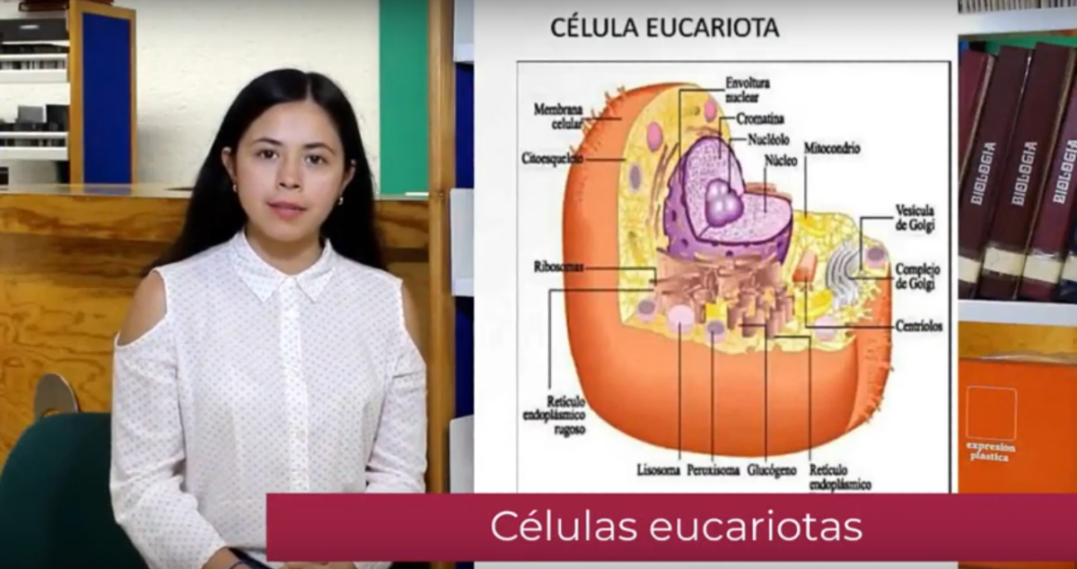 Imagen de uno de los videos del programa Bibliotutorías. (Foto: Especial)