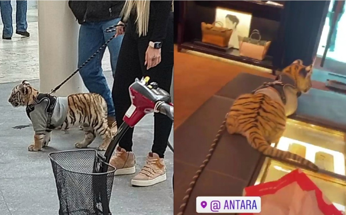 Mujer pasea a cachorro de tigre en Polanco