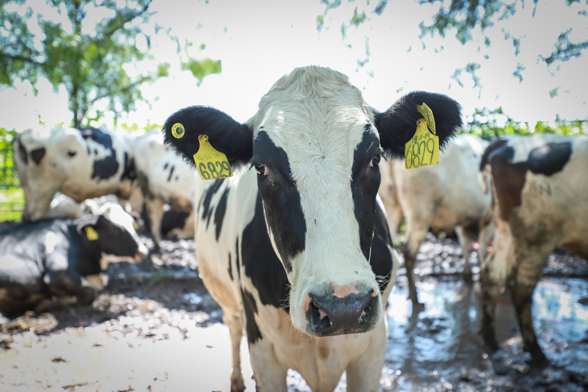Municipio entregó vacas a familias en comunidades