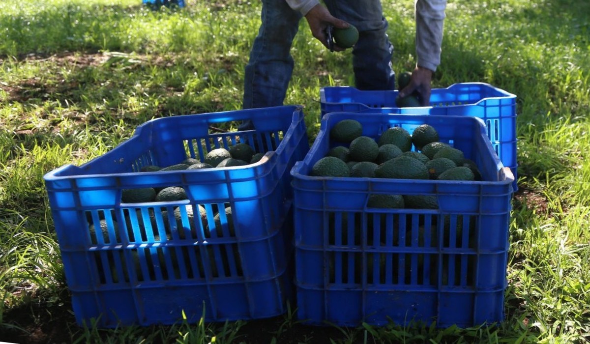 A partir de esta adhesión, Apeam se convierte en la promotora para que productores y empacadores exportadores de aguacate. Foto: (Cuartoscuro)