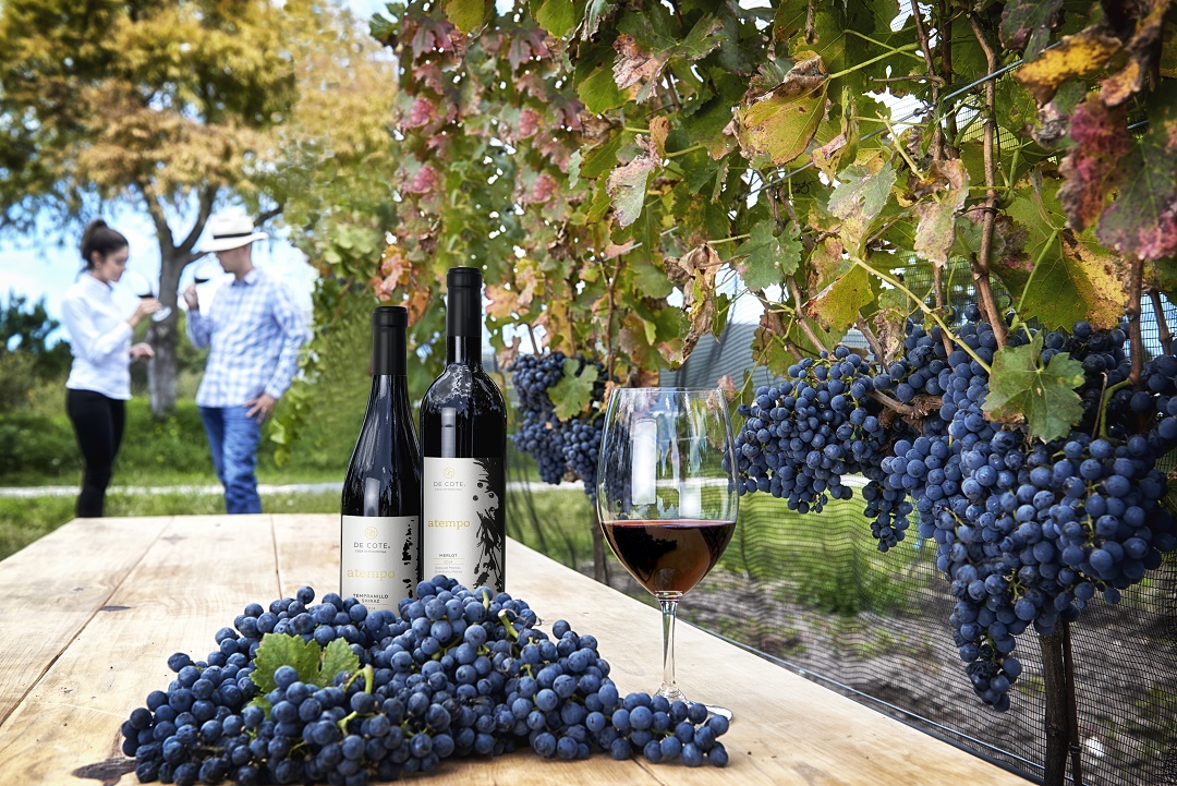 Existe una gran conversación sobre el vino mexicano en el mundo digital. Cortesía