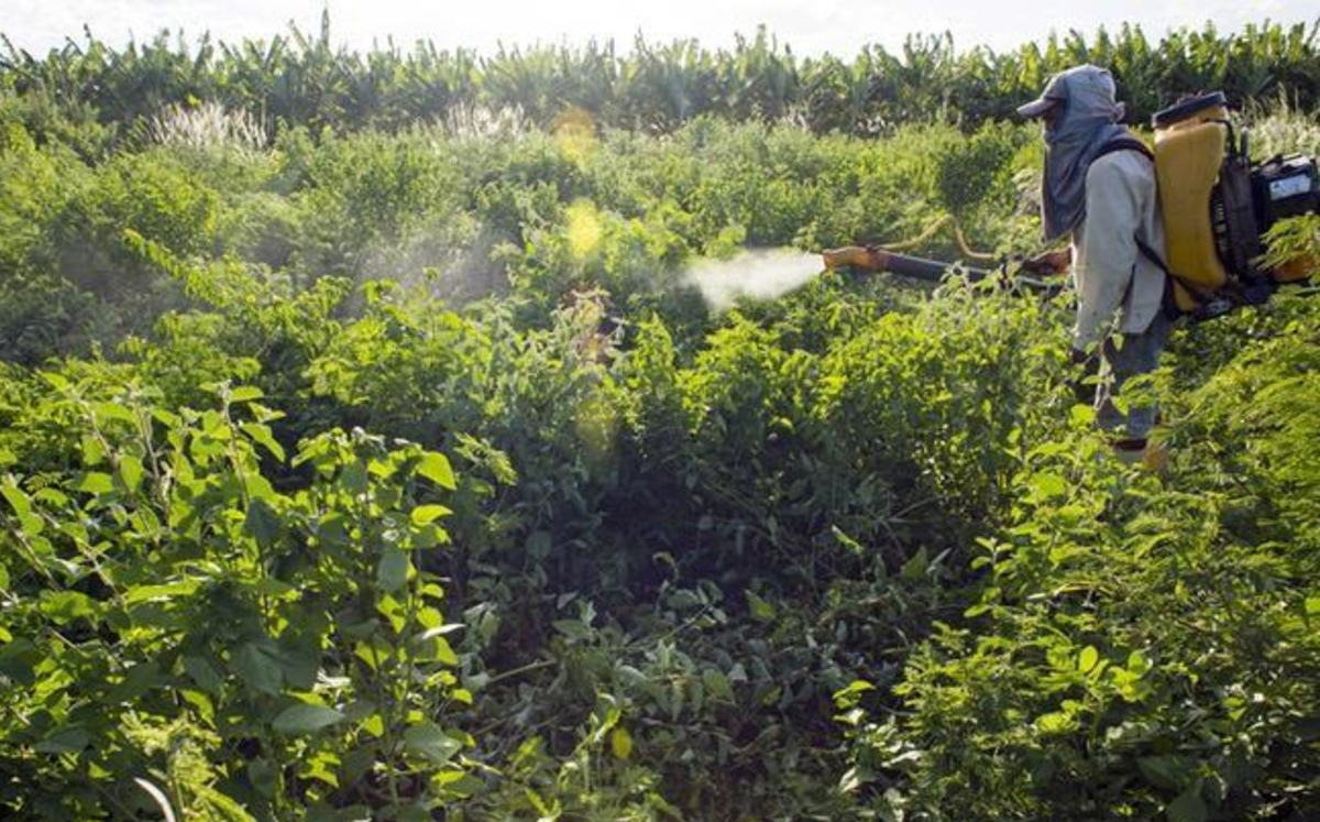 Pesticidas. (Reuters)
