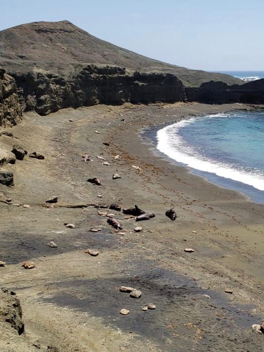 Los leones marinos fueron encontrados muertos en playas de Baja California Sur / Especial