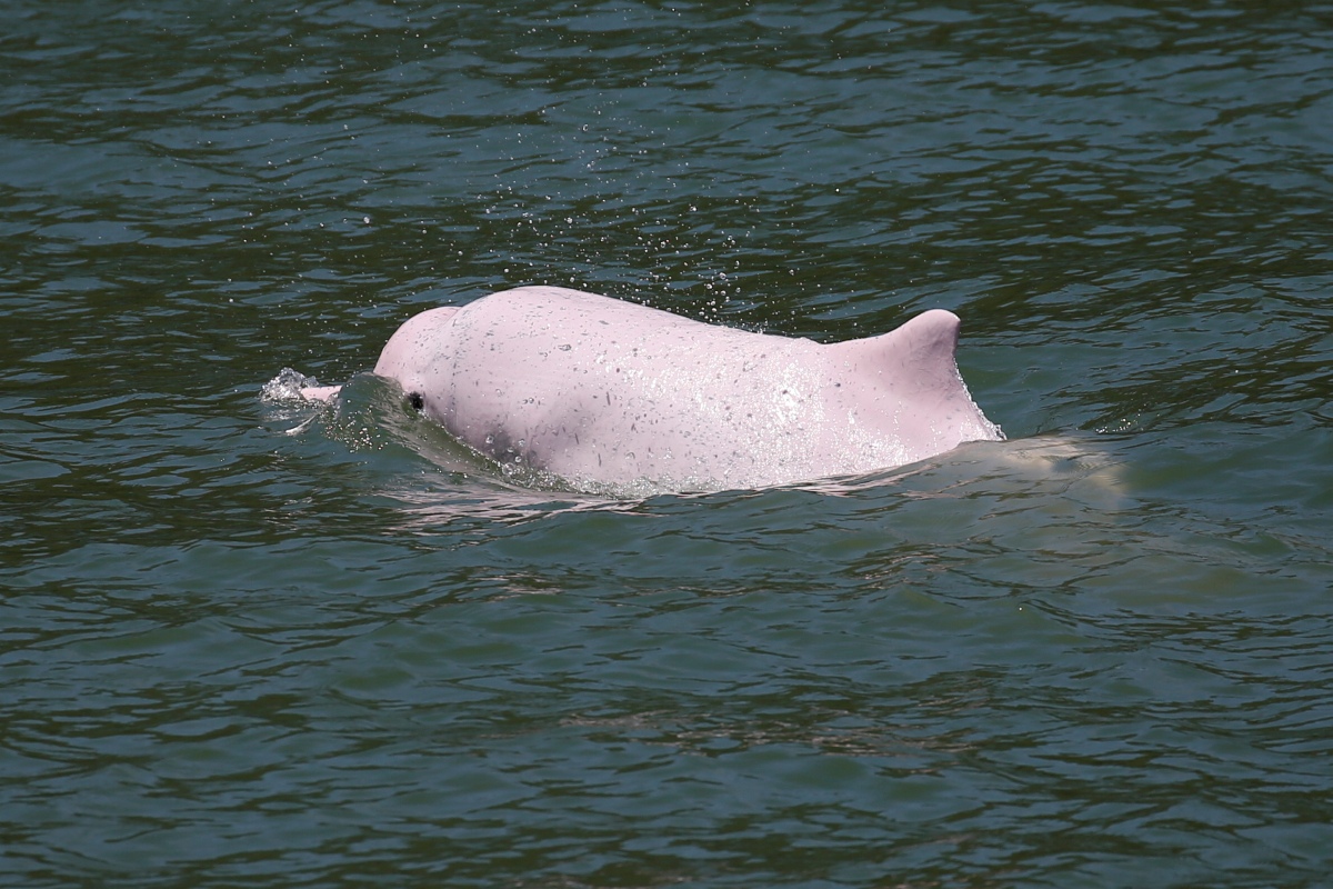 En las costas de China habitan miles de delfines rosas, que no ingresan a las aguas de Hong Kong por el paso de los ferries. (Reuters)