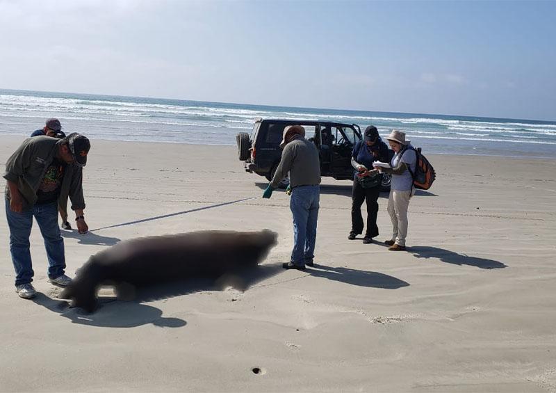 Los lobos marinos fueron hallados en costtas de Baja California Sur.