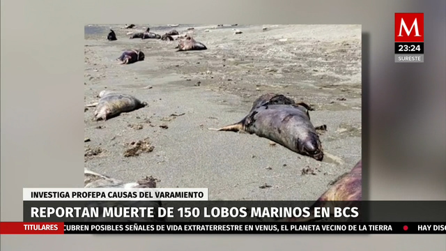 Profepa indaga muerte de 137 lobos marinos en BCS