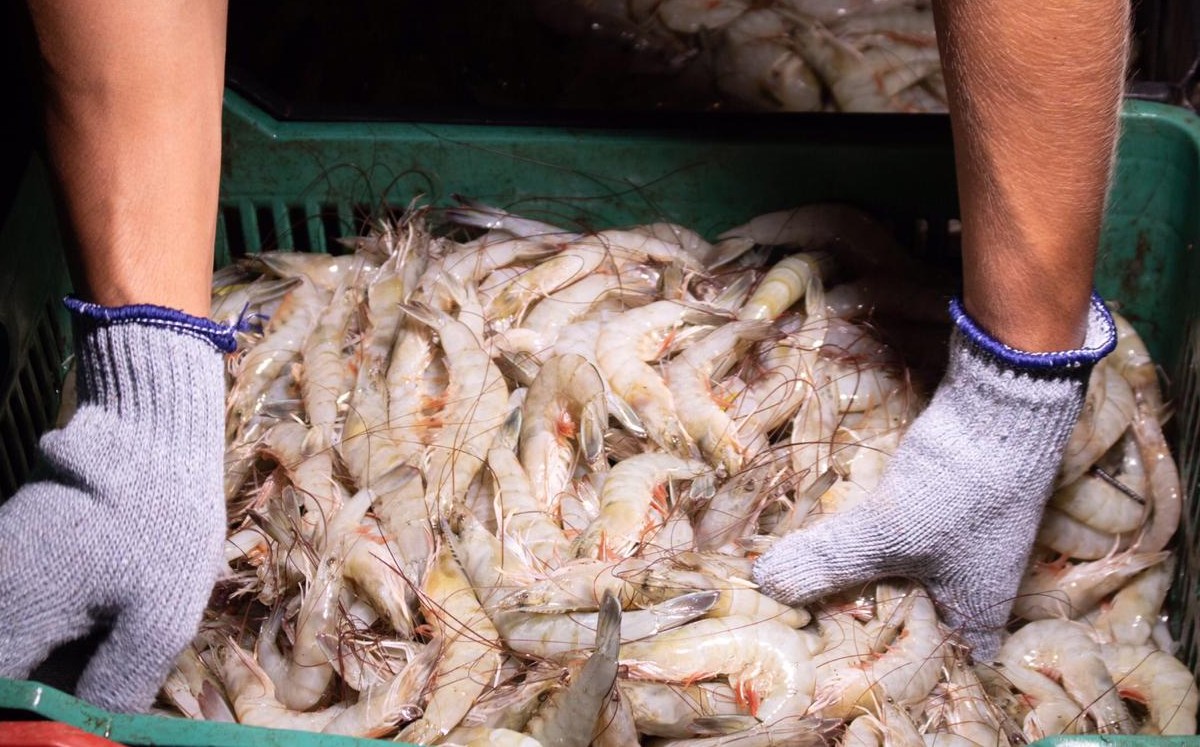 En Ciudad Obregón, Sonora, los pescadores ribereños obtuvieron 76 mil 728 kilogramos. (Especial)