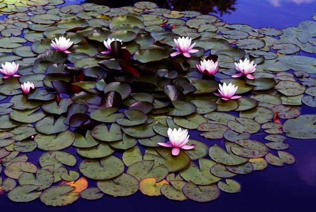 La convocatoria fue abierta para escribir haikus bajo la temática “agua y meditación” (Especial)