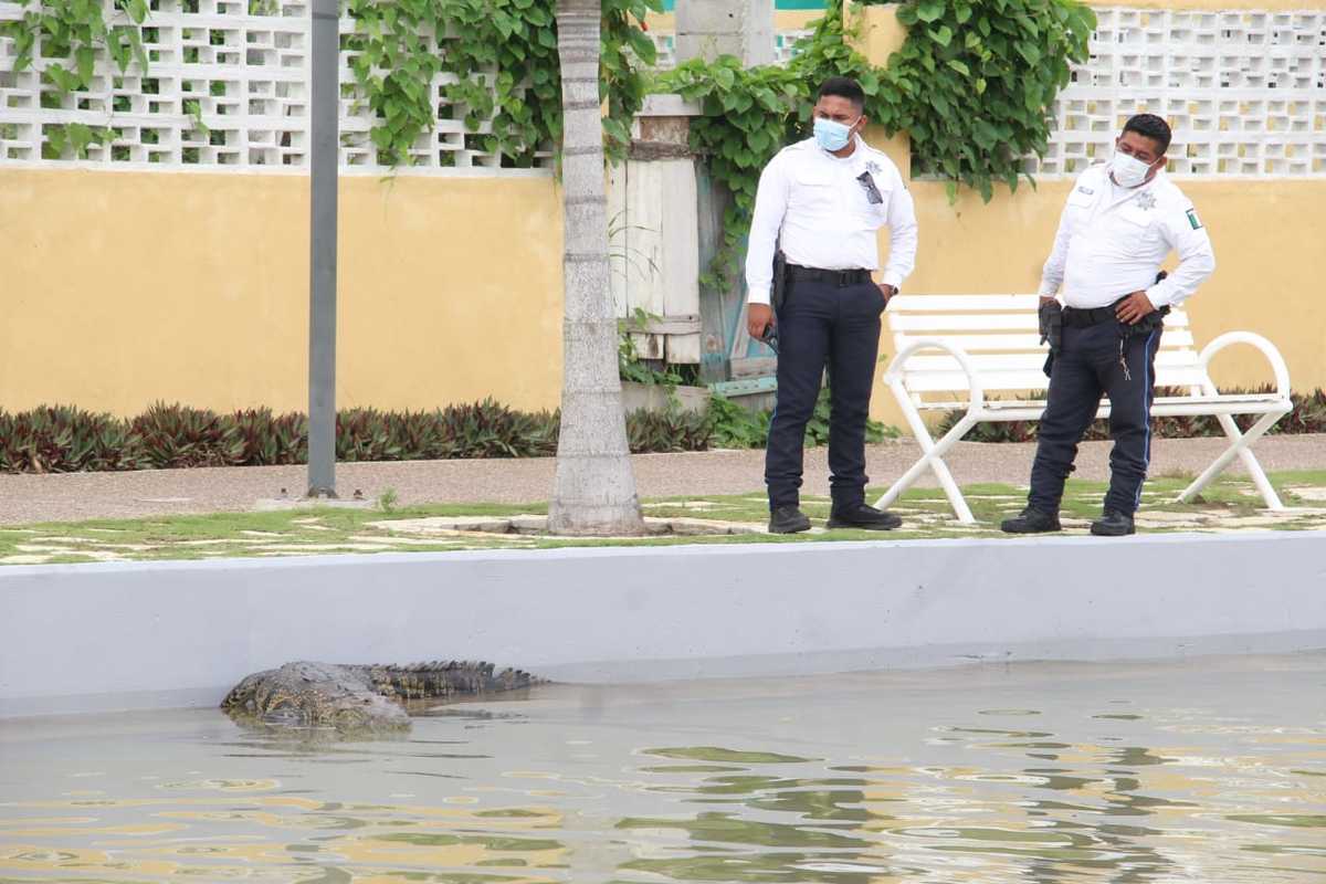 Dos miembros de seguridad de Tampico vigilan al cocodrilo en la orilla del canal de la Cortadura. (Yazmín Sánchez)