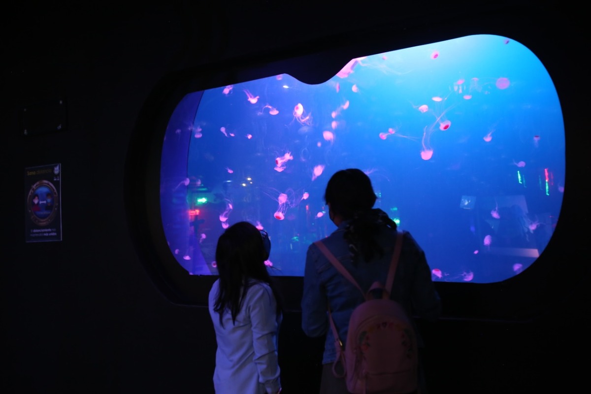 El Acuario Inbursa abrió sus puertas el día de hoy tras cinco meses de cierre. | Juan Carlos Bautista