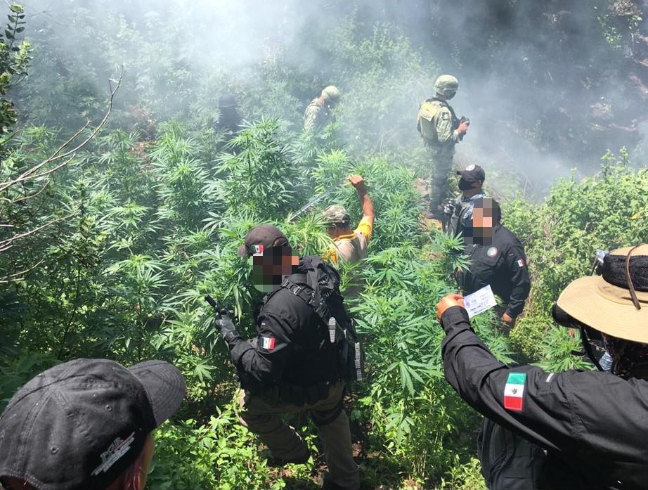 Agentes federales y soldados decomisaron mariguana en Hidalgo. (Cortesía)