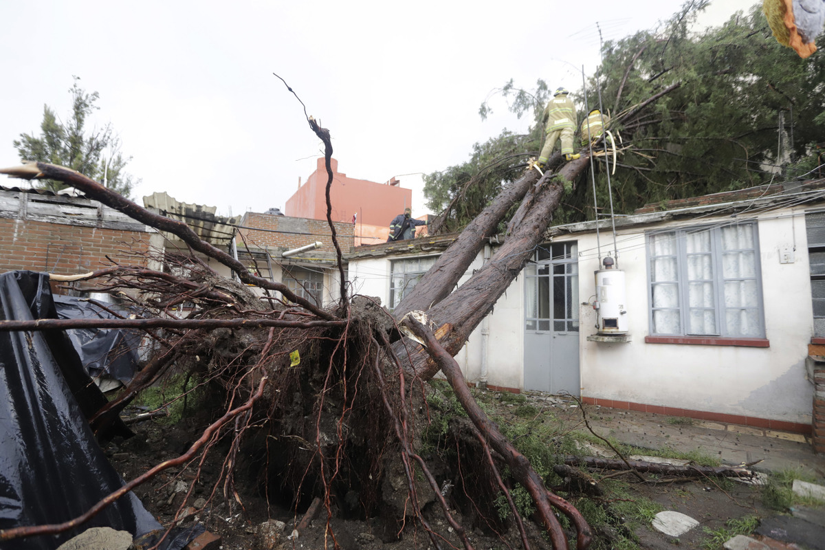 Árbol caído sobre vivienda en la colonia Azcárate tras la fuerte lluvia. (Agencia Enfoque)