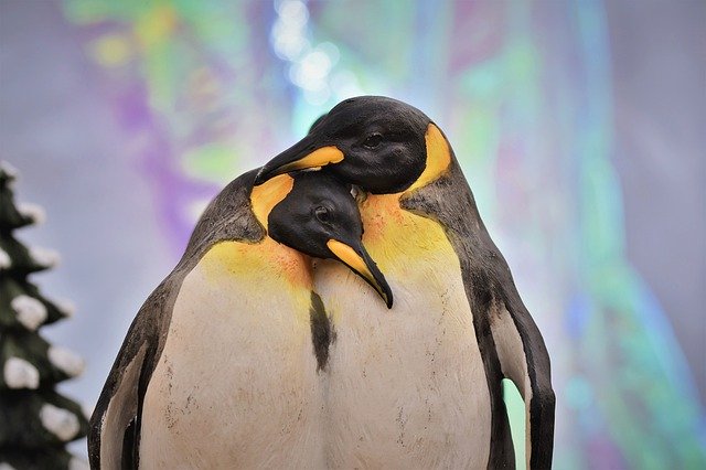 Encuentran a pingüino sin vida en playa de Brasil: ingirió un cubrebocas. (Pixabay)