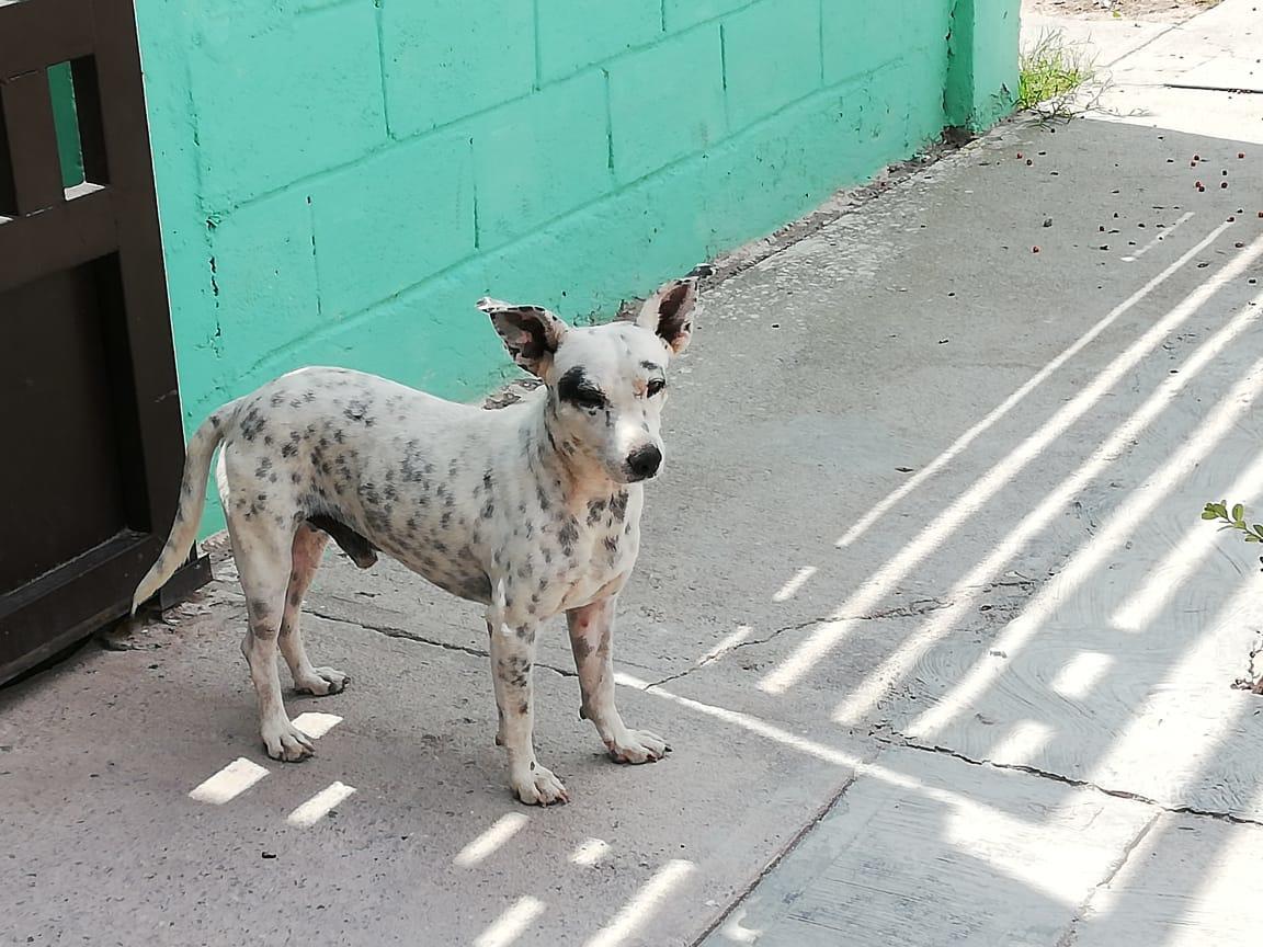 Las garrapatas se multiplican por la proliferación de los perros. (Especial)