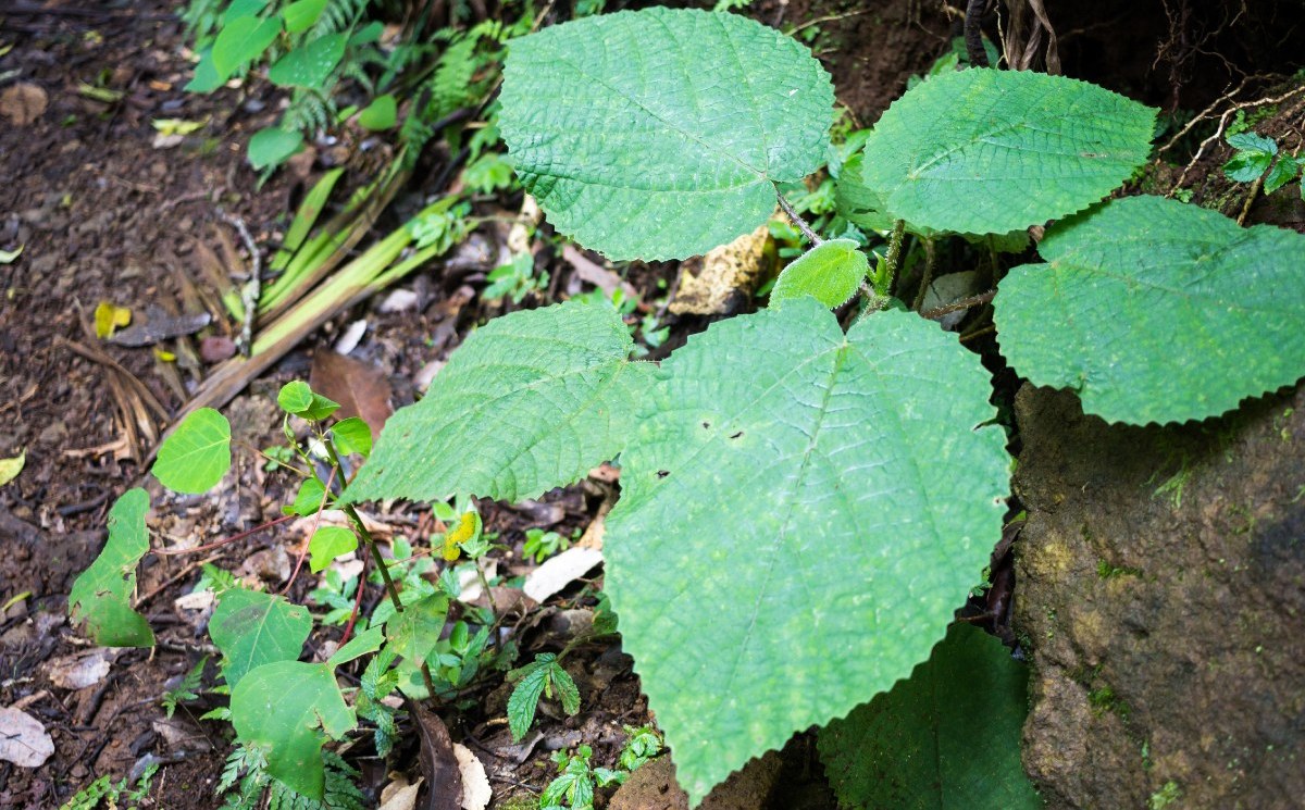 Hojas de árbol GympieGympie causan fuerte dolor al tocarlas; así luce