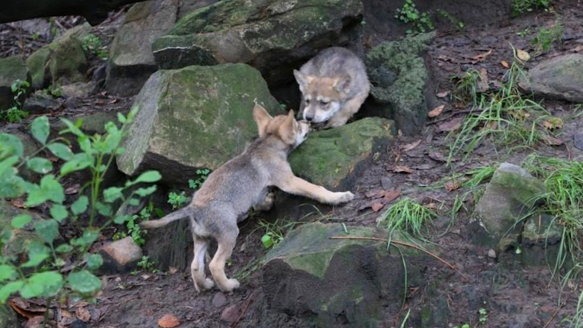 En zoológicos de CdMx, han nacido 185 crías de lobo mexicano en 42 años