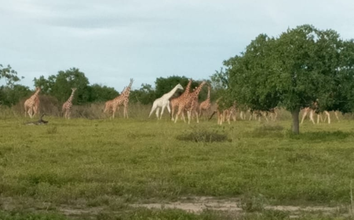 El último ejemplar de jirafa blanca paseando las afueras de Ishaqbini Hirola Conservancy. (Kenya Wildlife Service)