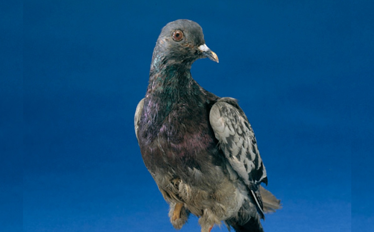 Disney realizó una película de la hazaña de esta paloma. (National Museum of American History)