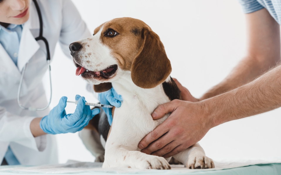 Prevén aplicar 534 mil 305 dosis en las 13 regiones sanitarias del estado. (Shutterstock)