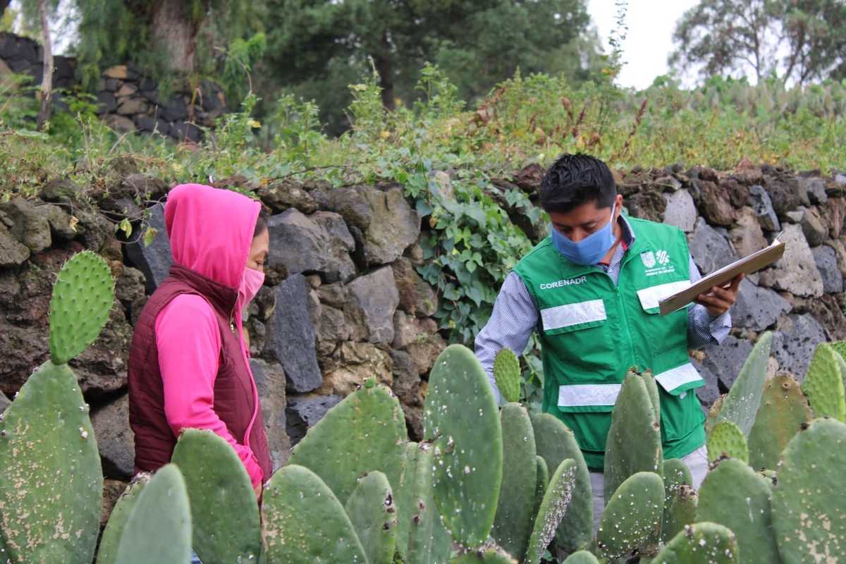 Sedema ha entregado 5 mil 450 apoyos económicos a productores ante el covid-19 | Especial